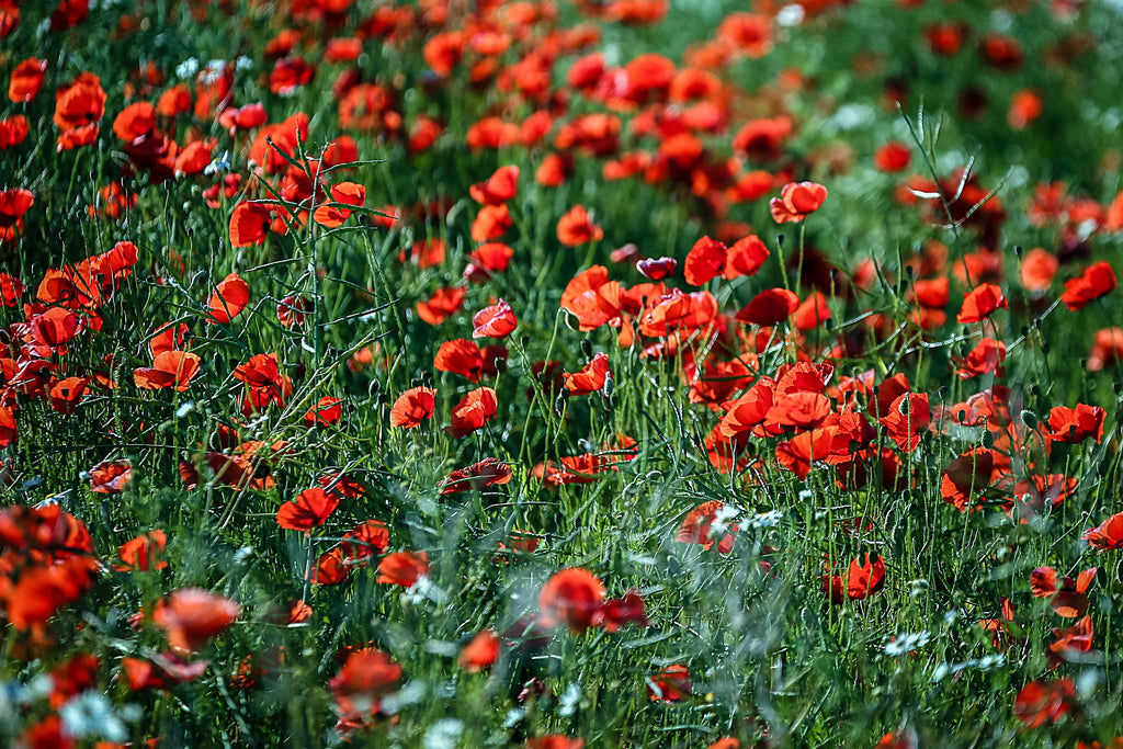 Red Flowers Field - DIY Painting By Numbers Kit