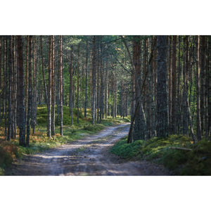 Forest's Path - DIY Painting By Numbers Kit