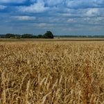 Wheat Field - DIY Painting By Numbers Kit