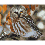 Owl's Stare - DIY Painting By Numbers Kits