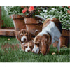 Puppy Fight - DIY Painting By Numbers Kits