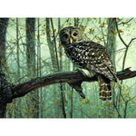 Owl On a Tree - DIY Painting By Numbers Kits