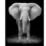 African Elephant - DIY Painting By Numbers Kit