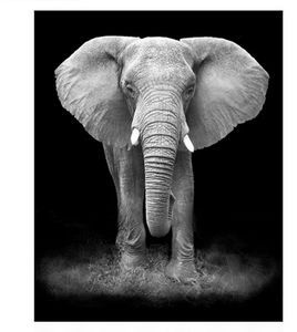 African Elephant - DIY Painting By Numbers Kit