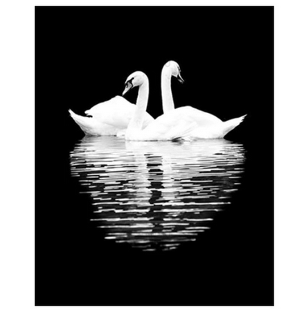 Couple Swans Love - DIY Painting By Numbers Kit