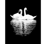 Couple Swans Love - DIY Painting By Numbers Kit