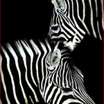 Zebra Couple - DIY Painting By Numbers Kit