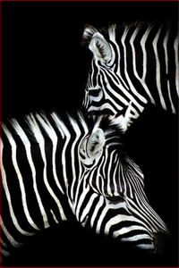 Zebra Couple - DIY Painting By Numbers Kit