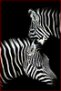 Zebra Couple - DIY Painting By Numbers Kit