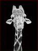 Peaceful Giraffe - DIY Painting By Numbers Kit