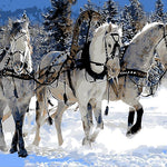 Horses in Snow - DIY Painting By Numbers Kit