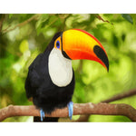 The Great Hornbill - DIY Painting By Numbers Kit