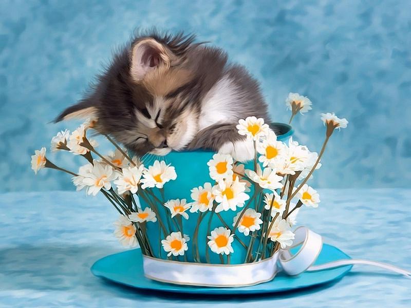 Cat Sleeping In A Cup - DIY Painting By Numbers Kit