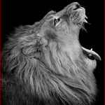 Roaring Lion B&W - DIY Painting By Numbers Kit