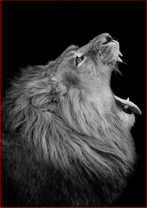 Roaring Lion B&W - DIY Painting By Numbers Kit