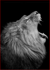 Roaring Lion B&W - DIY Painting By Numbers Kit