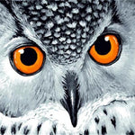 Yellow Eyed Owl - DIY Painting By Numbers Kit