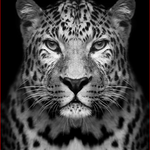 Leopard B&W - DIY Painting By Numbers Kit