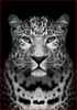 Leopard B&W - DIY Painting By Numbers Kit