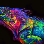 Color Chameleon - DIY Painting By Numbers Kit