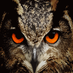 Owl Eyes - DIY Painting By Numbers Kit