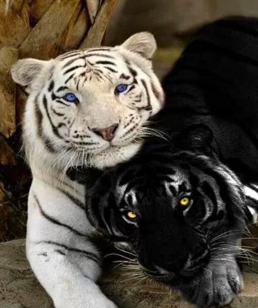 Black & White Tiger Cubs - DIY Painting By Numbers Kit