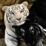 Black & White Tiger Cubs - DIY Painting By Numbers Kit