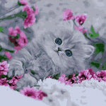 Blue Eyed Kitten - DIY Painting By Numbers Kit