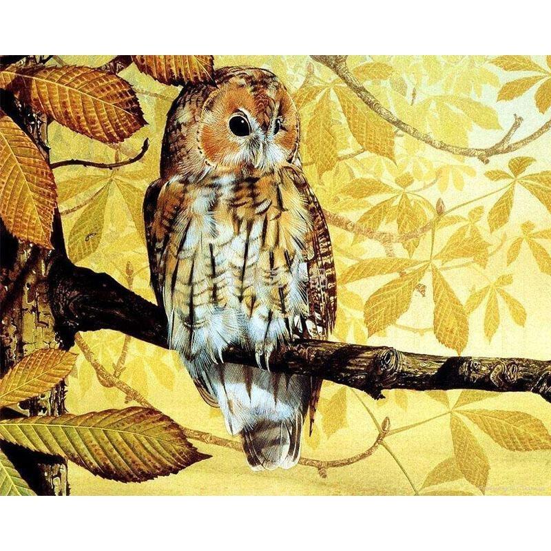 Owl Staring - DIY Painting By Numbers Kits