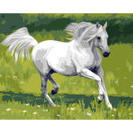 White Beautiful Horse - DIY Painting By Numbers Kits