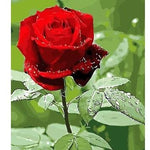 Acrylic Red Rose - DIY Painting By Numbers Kit