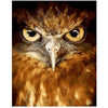 Owl's Stare - DIY Painting By Numbers Kits