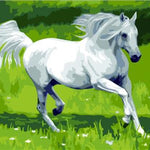 White Horse - DIY Painting By Numbers Kit