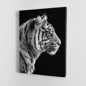 Black and White Sumatran Tiger