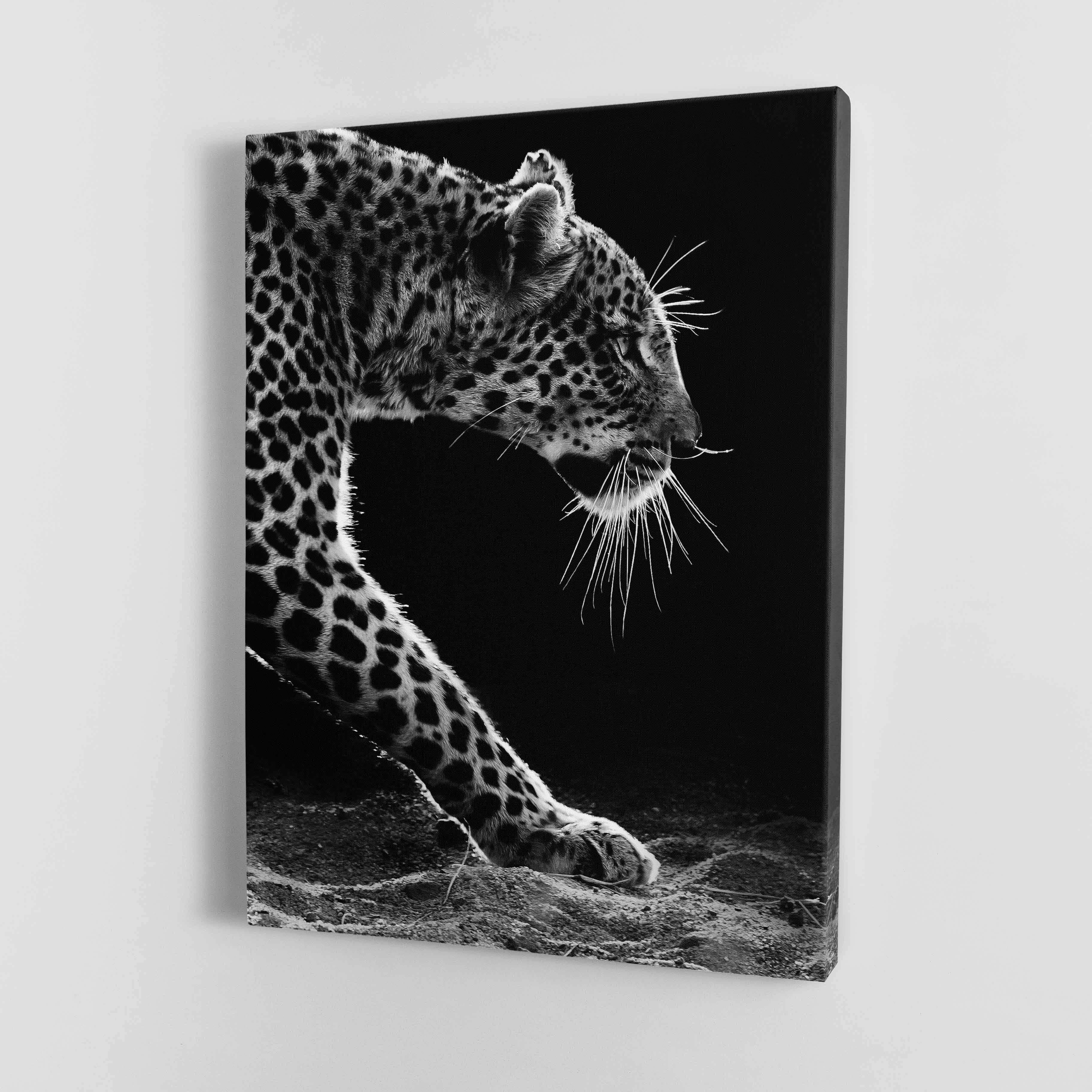 Black and white Leopard