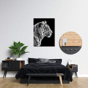 Black and White Sumatran Tiger