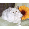 White Cat - DIY Painting By Numbers Kits