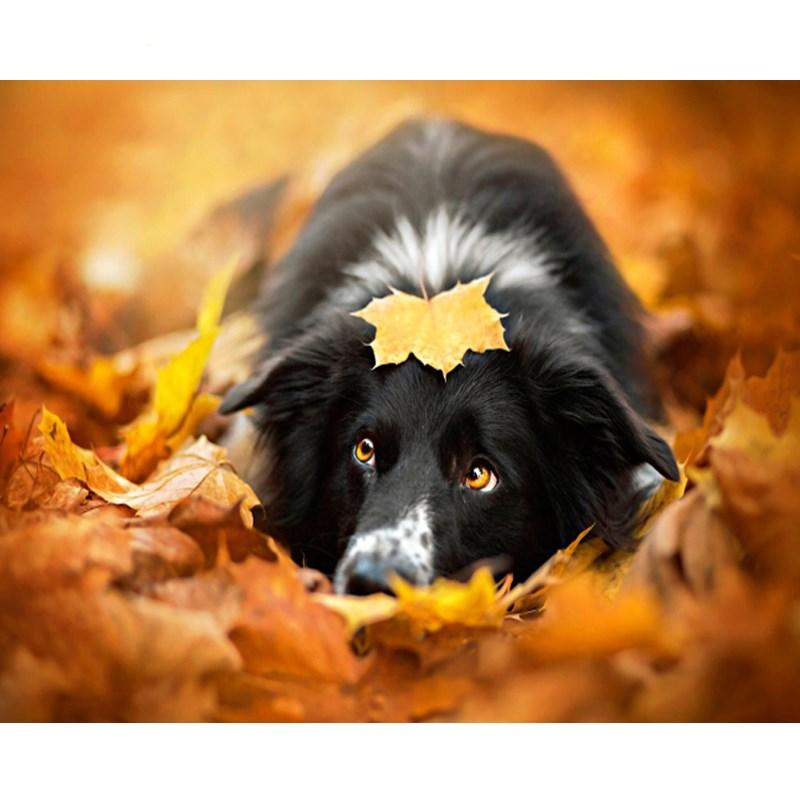 Cute Dog in Leaves - DIY Painting By Numbers Kit