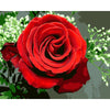 Bright Red Rose - DIY Painting By Numbers Kits