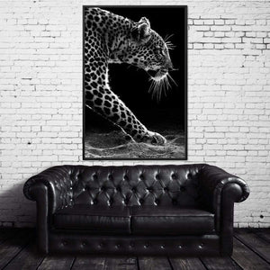 Black and white Leopard