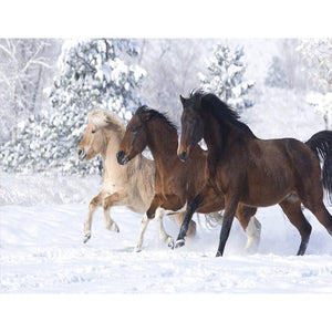 Horses Running On Snow - DIY Painting By Numbers Kit