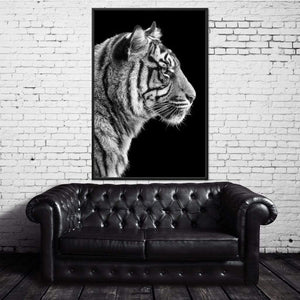 Black and White Sumatran Tiger