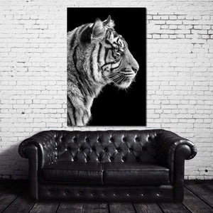 Black and White Sumatran Tiger