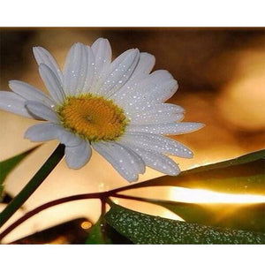 White Daisy - DIY Painting By Numbers Kit