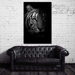 Black and White Fading Tiger