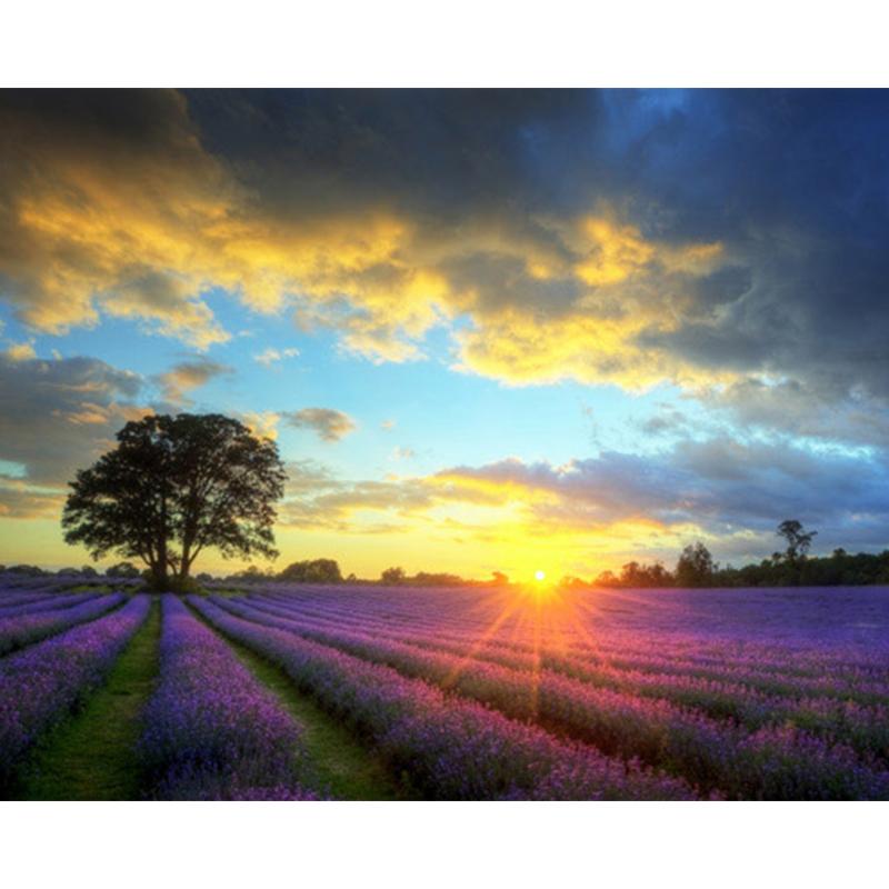 Sunrise On Lavender Field - DIY Painting By Numbers Kit