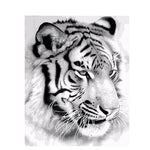 White Tiger Portrait - DIY Painting By Numbers Kit