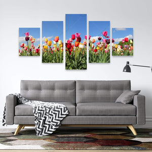 Colored Tulips