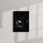 Black and White Cat