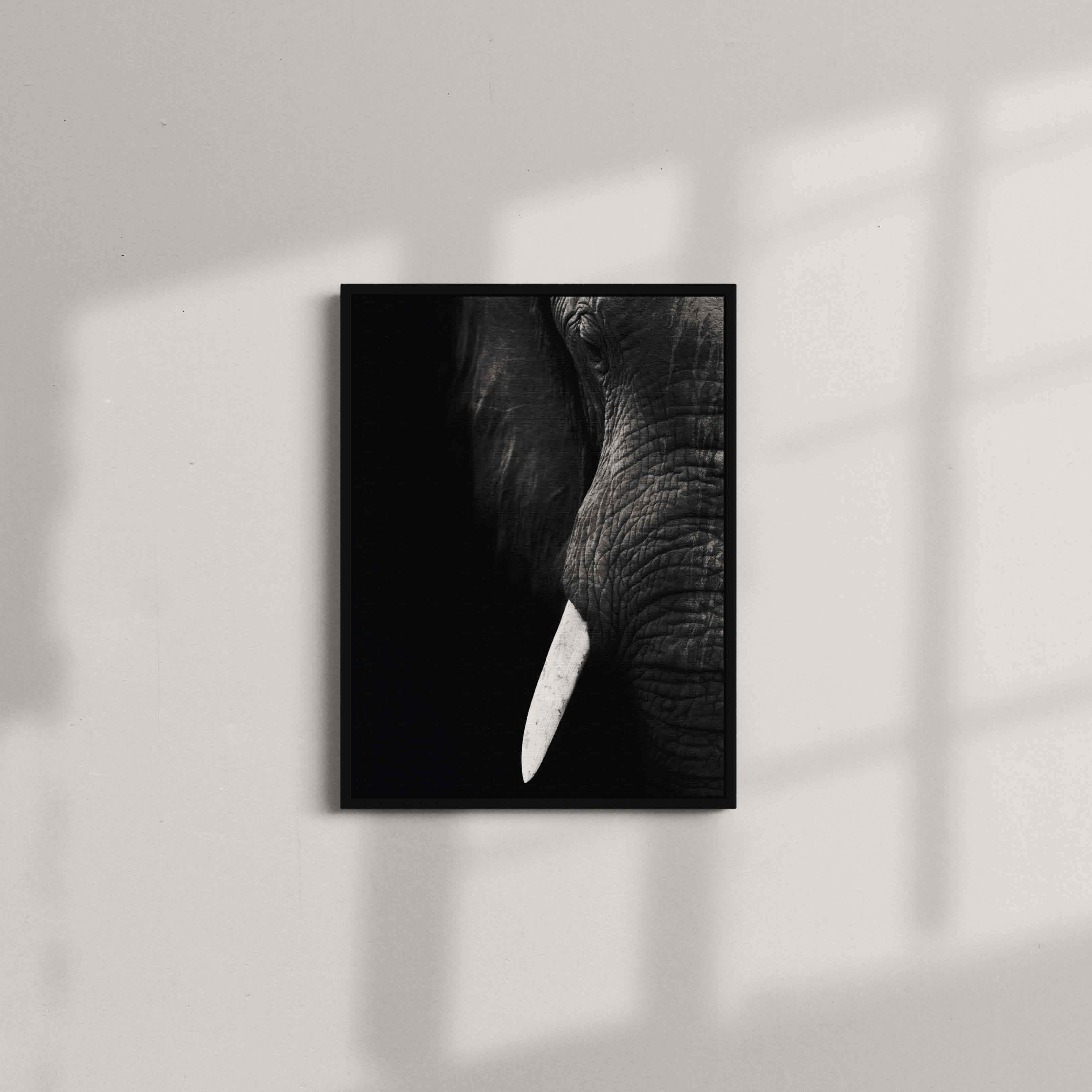 Black and White Elephant Close up